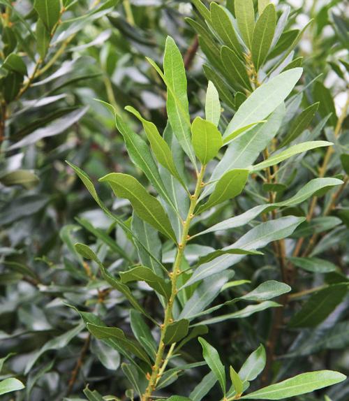 Myrica cerifera 