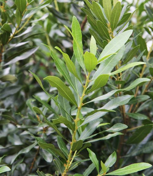 Myrica cerifera (Wax Myrtle)