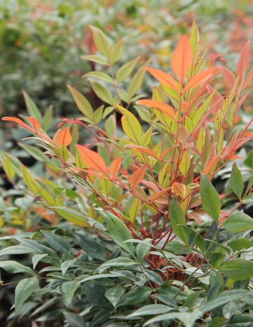 Nandina domestica 'Gulf Stream' (Gulf Stream Nandina)