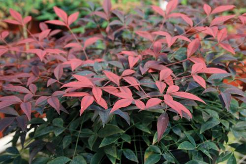 Nandina domestica Flirt™