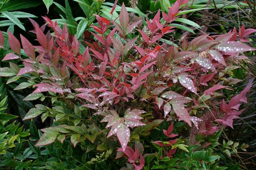 Nandina domestica 'Obsession™'