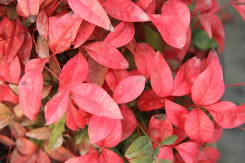 Nandina domestica 'Firepower' (Firepower Nandina)