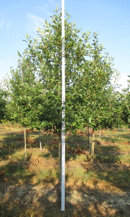 Nyssa sylvatica 'Wildfire'