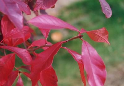 Nyssa sylvatica (Black Gum)