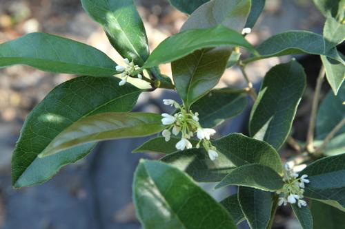 Osmanthus fragrans (Tea Olive)