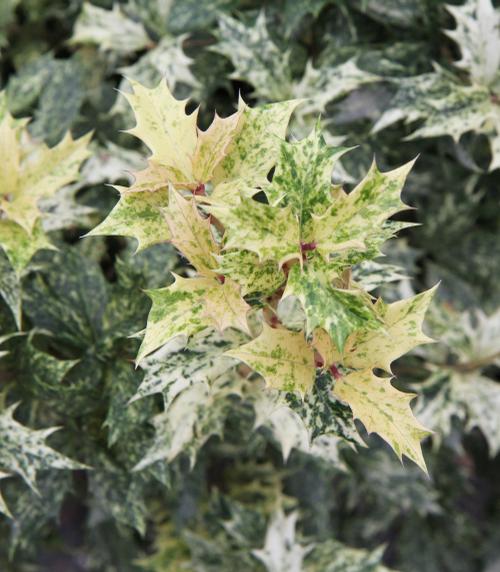 Osmanthus heterophyllus 'Goshiki'