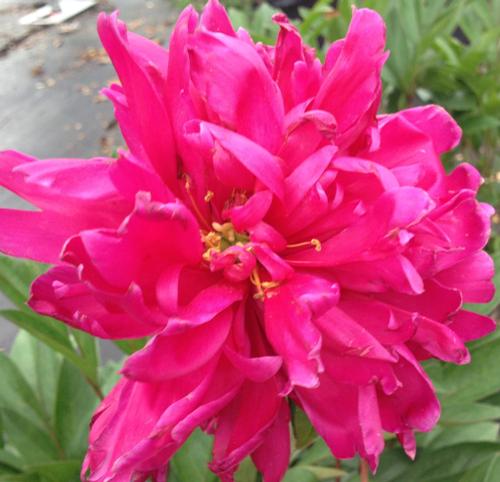 Paeonia lactiflora 'Karl Rosenfield' (Karl Rosenfield Peony)