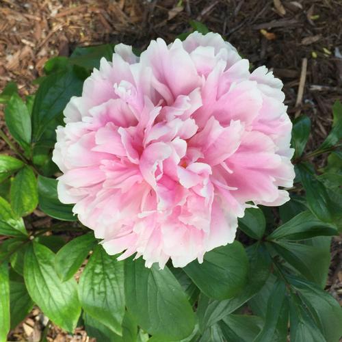 Paeonia lactiflora 'Sarah Bernhardt'