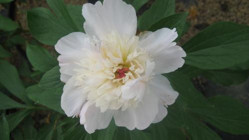 Paeonia lactiflora 'Shirley Temple' (Shirley Temple Peony)
