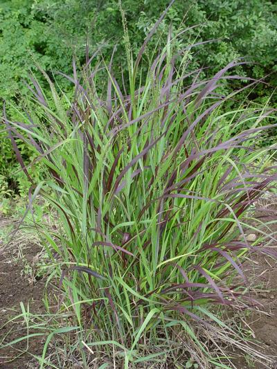 Panicum virgatum 'Shenandoah' (Shenandoah Switch Grass)