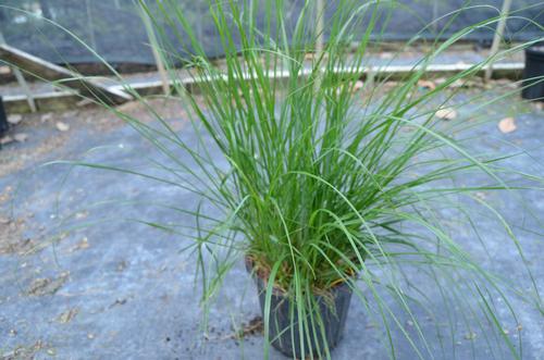 Pennisetum alopecuroides 'Little Bunny'