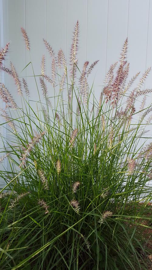 Pennisetum orientale 'Karley Rose'