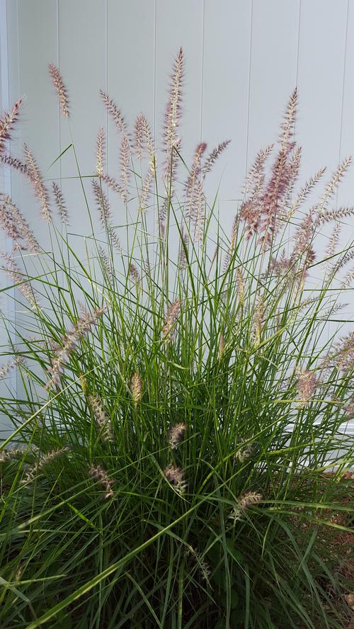 Pennisetum orientale 'Karley Rose' (Karley Rose Fountain Grass)