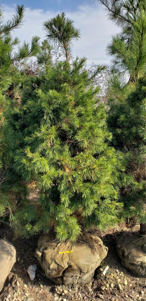 Pinus virginiana 