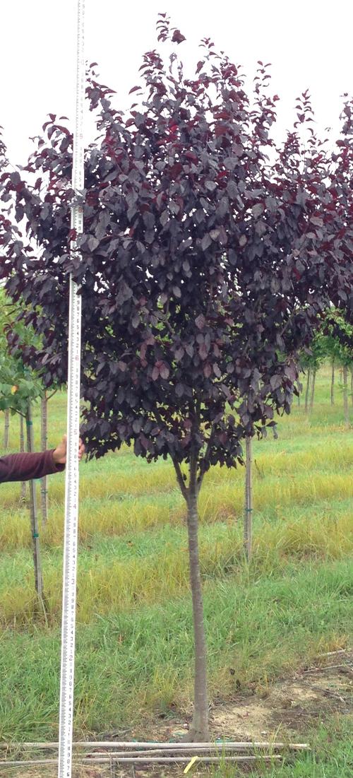 Prunus cerasifera 'Thundercloud'