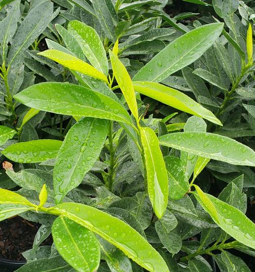 Prunus laurocerasus West Coast Skip
