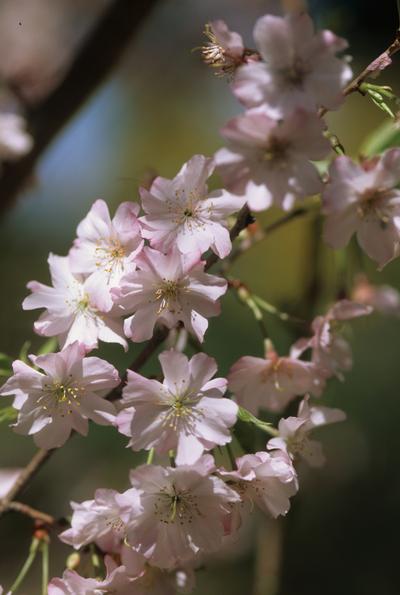 Prunus subhirtella Autumnalis