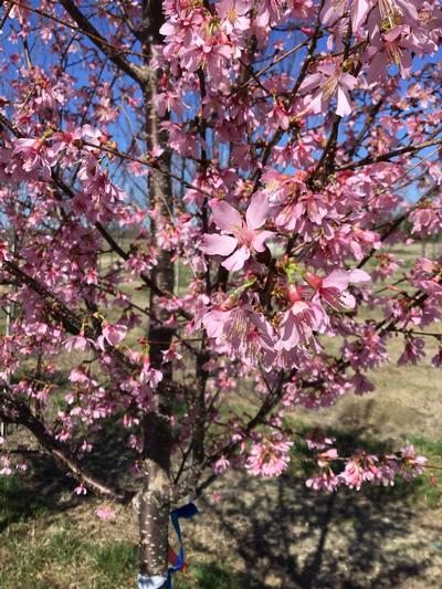 Prunus x 'Okame' (Okame Cherry)