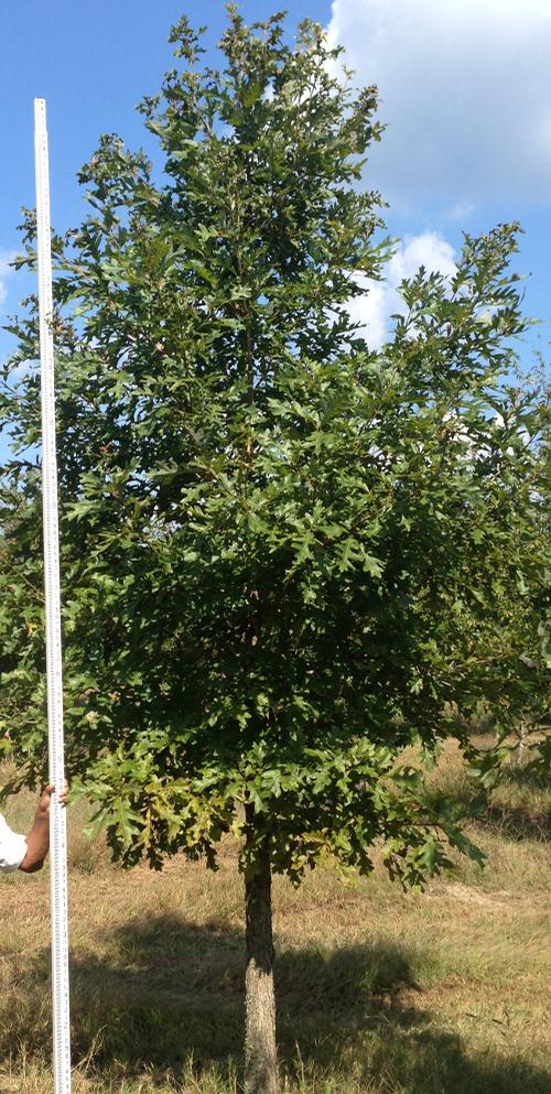 Quercus alba 
