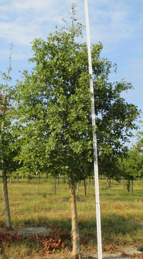 Quercus nigra 