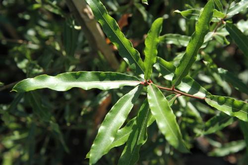 Quercus phellos 