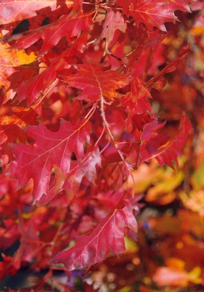 Quercus rubra 