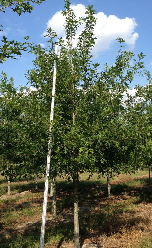 Quercus shumardii 