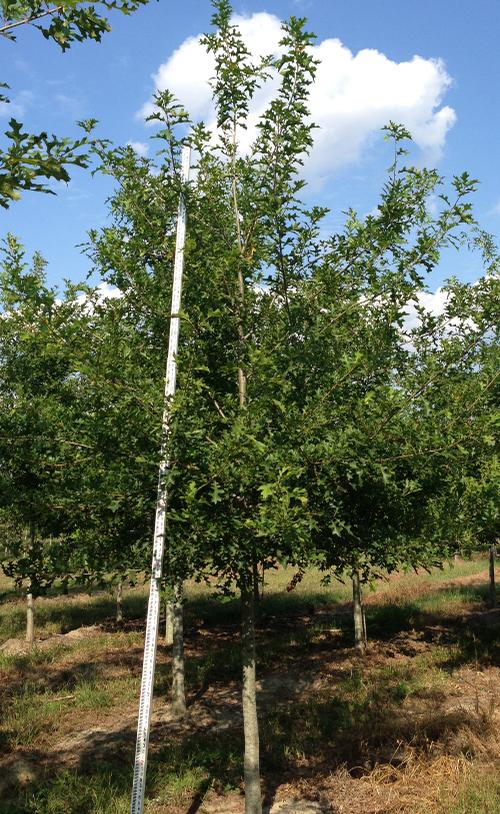 Quercus shumardii (Shumard Oak)