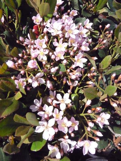 Rhaphiolepis umbellata 'Eleanor Taber' (Eleanor Taber Indian Hawthorn)