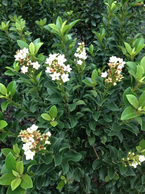 Rhaphiolepis umbellata 'Minor' (Minor Hawthorn)