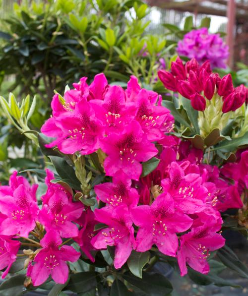 Rhododendron catawbiense 'Nova Zembla' (Nova Zembla Rhododendron)
