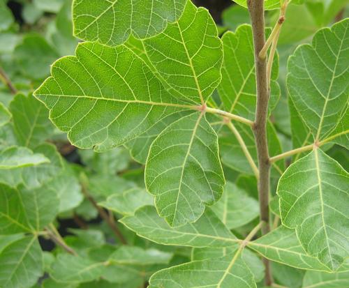 Rhus x 'Grow Low' (Grow Low Sumac)