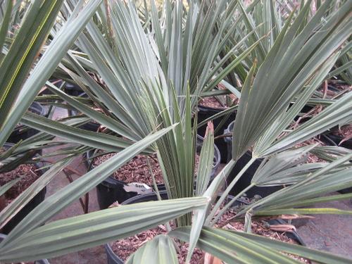 Sabal minor 