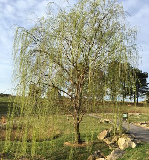 Salix babylonica 