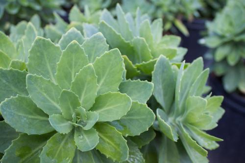 Sedum x 'Autumn Joy'