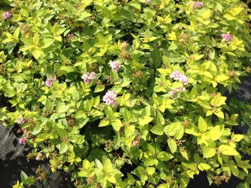 Spiraea japonica 'Goldmound'