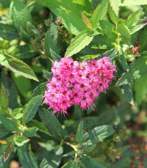 Spiraea japonica 'Neon Flash'