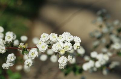 Spiraea prunifolia 'Bridal Wreath'