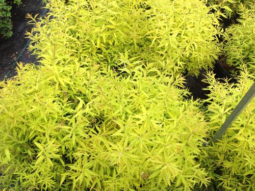 Spiraea thunbergii 'Ogon'