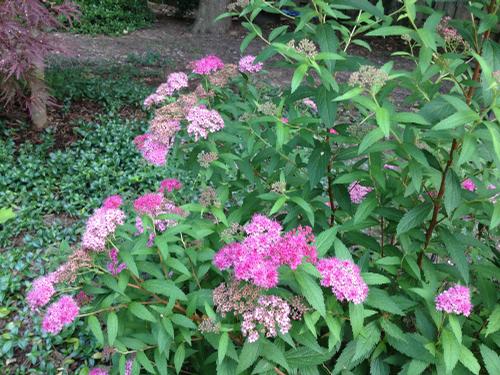 Spiraea x bumalda 'Anthony Waterer'
