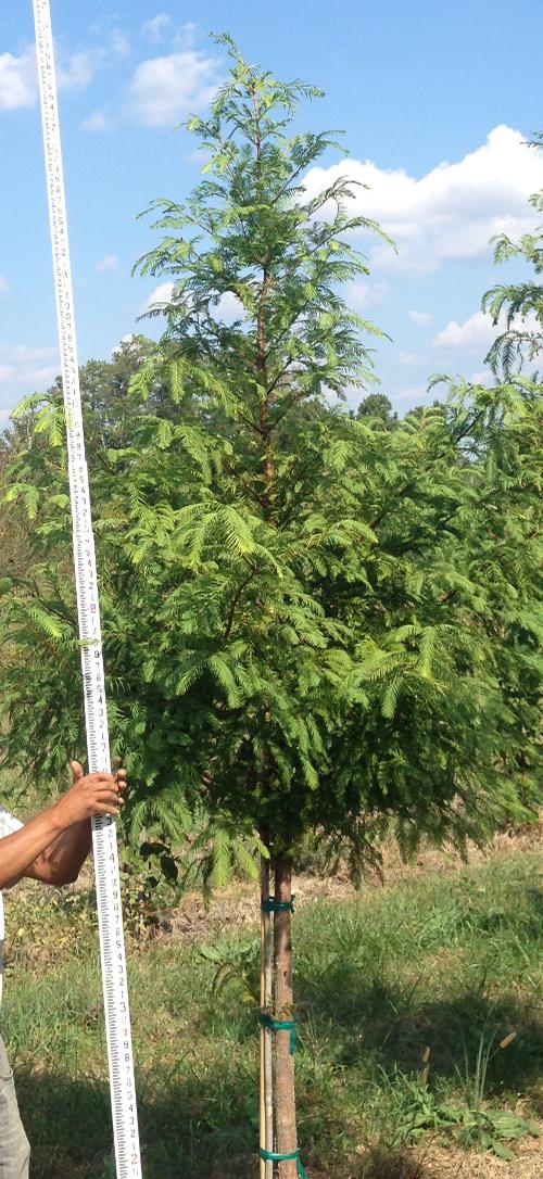 Taxodium distichum (Bald Cypress)