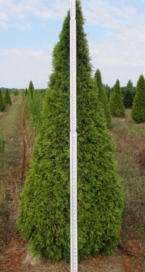 Thuja occidentalis 'Emerald'