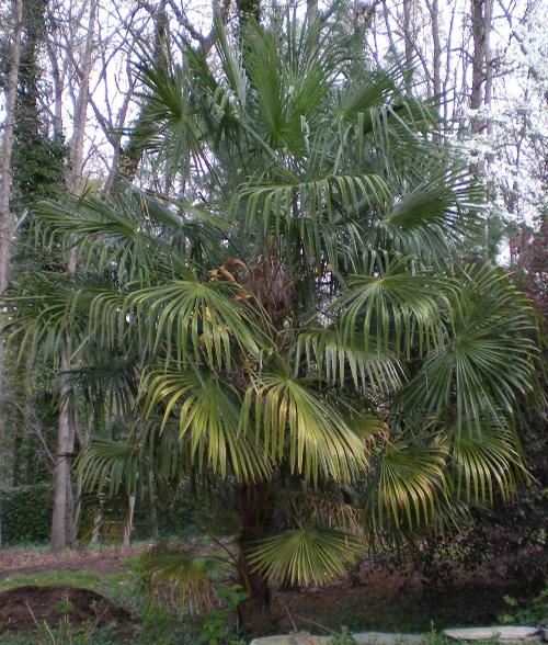 Trachycarpus fortunei 