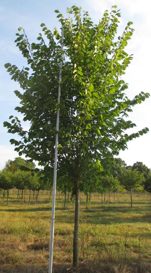 Ulmus americana 'Princeton' (Princeton American Elm)