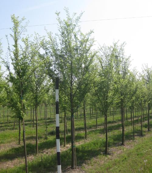 Ulmus parvifolia 