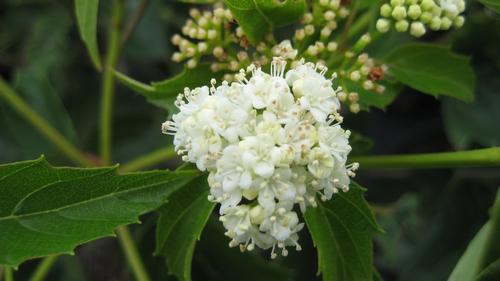 Viburnum dentatum 'Christom'