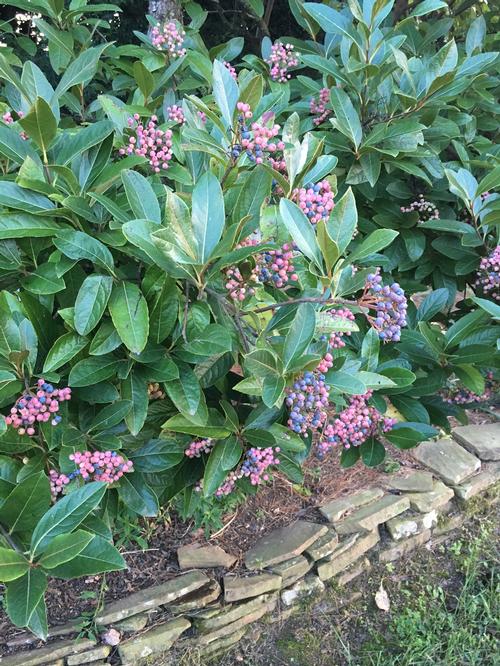 Viburnum nudum 'Winterthur'