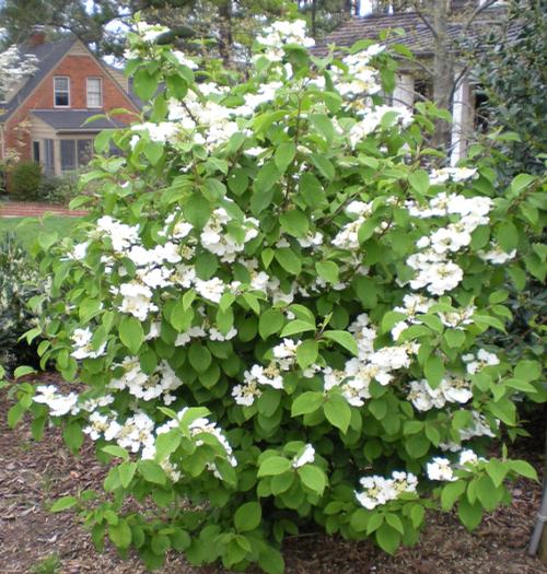 Mariesii Viburnum Viburnum plicatum tomentosum Mariesii from Taylor's
