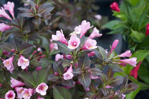 Java Red Weigela Weigela florida Java Red from Taylor's Nursery