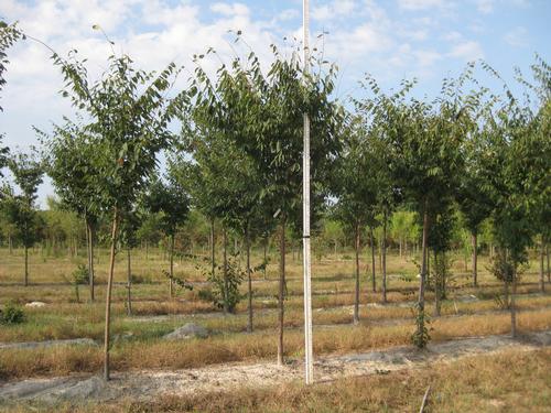 Zelkova serrata 'Village Green' (Village Green Zelkova)